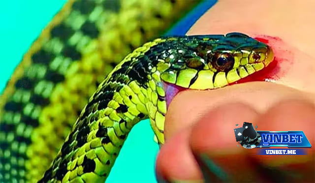 Việc chiêm bao thấy rắn thường mang đến những trải nghiệm hết sức đa dạng